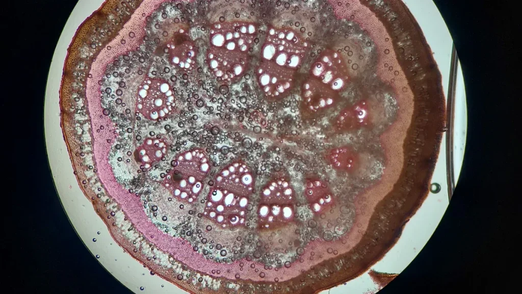 Precise Material Analysis and Characterization